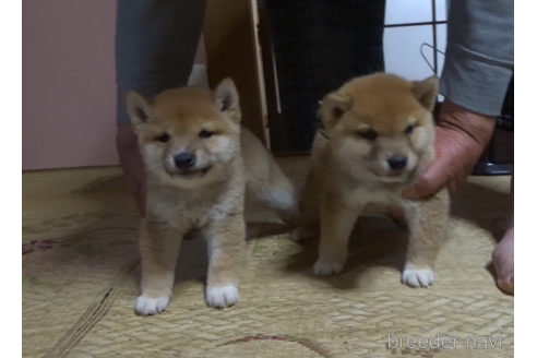 成約済の佐賀県の豆柴-237796の1枚目