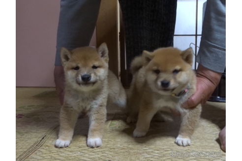 成約済の佐賀県の豆柴-237796の4枚目