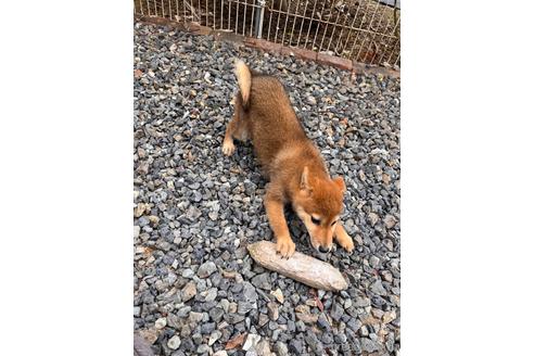 成約済の岡山県の柴犬-212175の6枚目