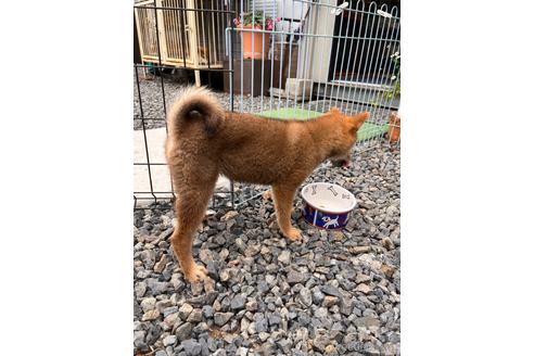 成約済の岡山県の柴犬-212175の6枚目