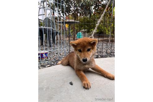 成約済の岡山県の柴犬-212175の9枚目