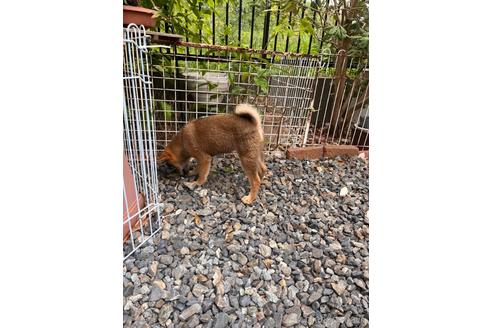 成約済の岡山県の柴犬-212175の8枚目