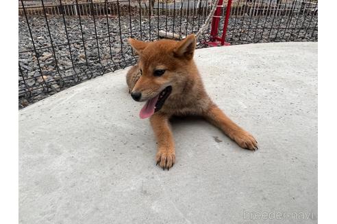 成約済の岡山県の柴犬-212175の10枚目