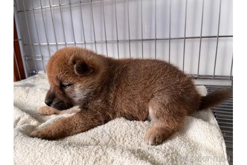 成約済の岡山県の柴犬-233540の6枚目