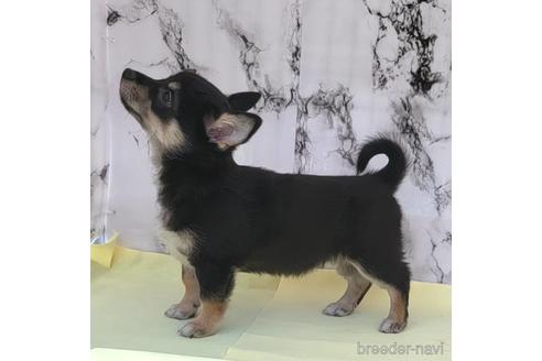 成約済の茨城県のミックス犬-235805の15枚目