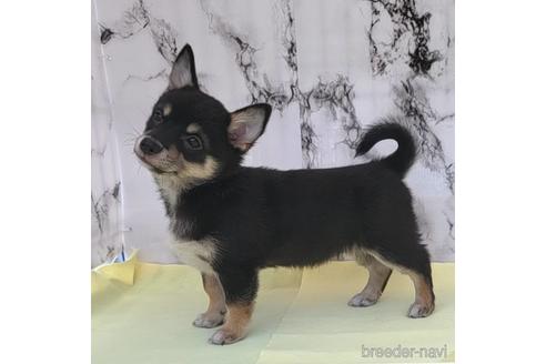 成約済の茨城県のミックス犬-235805の14枚目