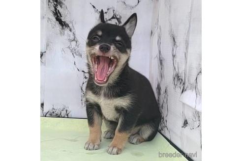 成約済の茨城県のミックス犬-235805の13枚目