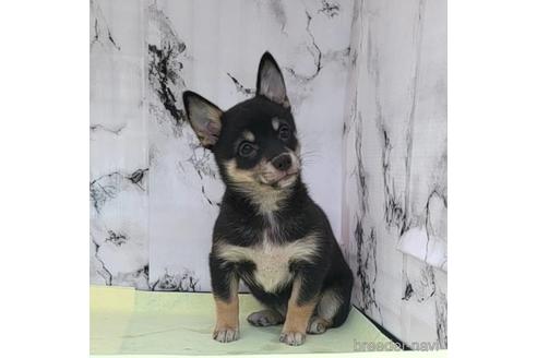 成約済の茨城県のミックス犬-235805の11枚目