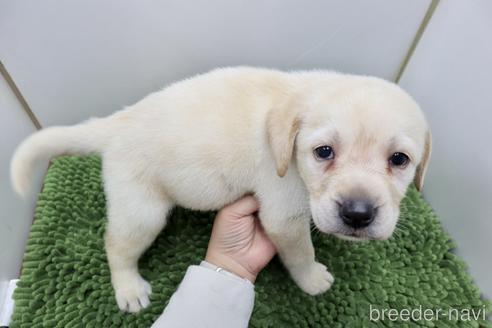 成約済の群馬県のラブラドールレトリーバー-234368の3枚目