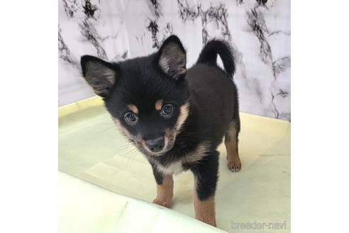 成約済の茨城県のミックス犬-237823の24枚目