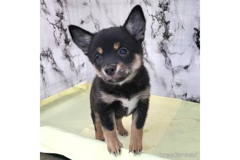 成約済の茨城県のミックス犬-237823の21枚目