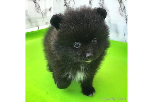 成約済の茨城県のポメラニアン-237827の6枚目