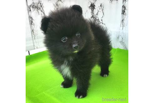 成約済の茨城県のポメラニアン-237827の8枚目