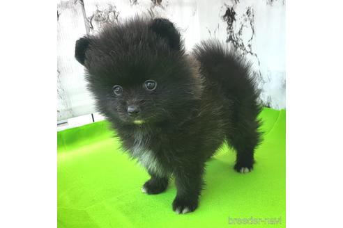 成約済の茨城県のポメラニアン-237827の7枚目