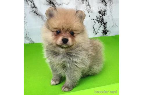 成約済の茨城県のポメラニアン-237834の32枚目