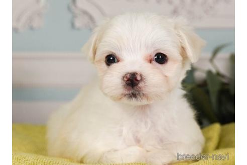 成約済の神奈川県のマルチーズ-237841の3枚目