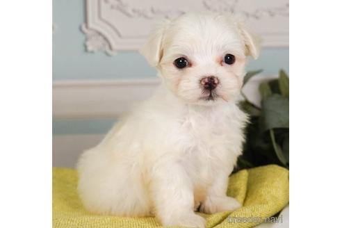 成約済の神奈川県のマルチーズ-237841の1枚目