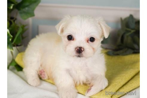 成約済の神奈川県のマルチーズ-237841の4枚目