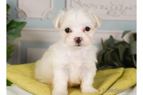 成約済の神奈川県のマルチーズ-237841の2枚目