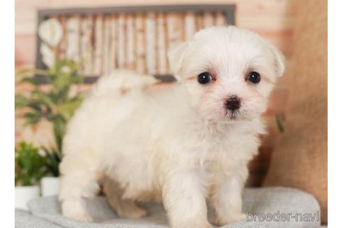 成約済の神奈川県のマルチーズ-237845の3枚目