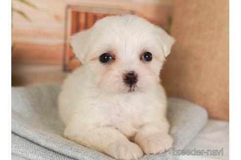 成約済の神奈川県のマルチーズ-237845の5枚目