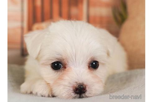 成約済の神奈川県のマルチーズ-237845の4枚目