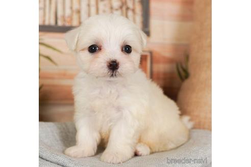 成約済の神奈川県のマルチーズ-237845の1枚目