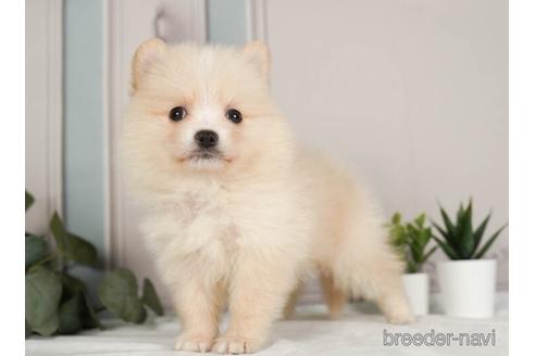 成約済の神奈川県のポメラニアン-237847の2枚目