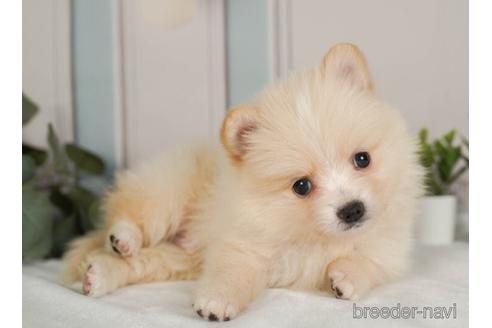 成約済の神奈川県のポメラニアン-237847の3枚目