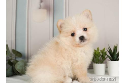 成約済の神奈川県のポメラニアン-237847の4枚目