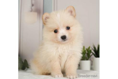 成約済の神奈川県のポメラニアン-237847の1枚目