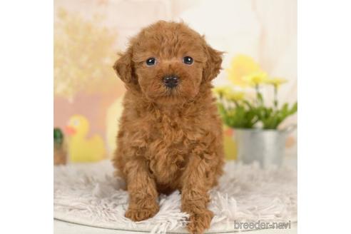 成約済の千葉県のトイプードル-237849の5枚目