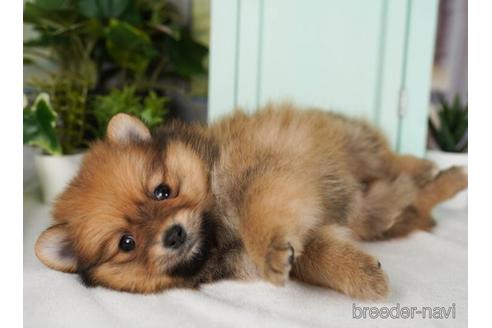 成約済の神奈川県のポメラニアン-237851の5枚目