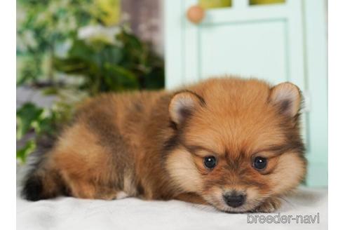 成約済の神奈川県のポメラニアン-237851の2枚目