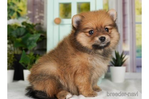 成約済の神奈川県のポメラニアン-237851の3枚目