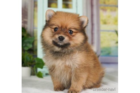 成約済の神奈川県のポメラニアン-237851の1枚目