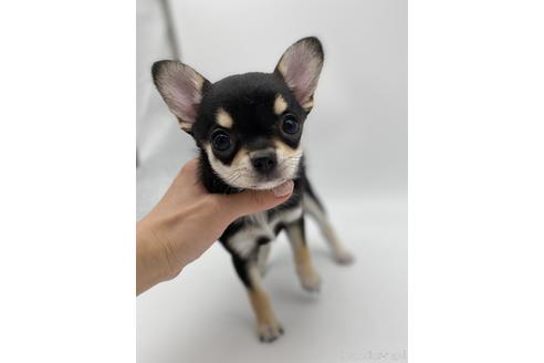 成約済の愛知県のチワワ(スムースコート)-236268の1枚目