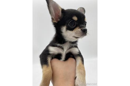 成約済の愛知県のチワワ(スムースコート)-236268の4枚目