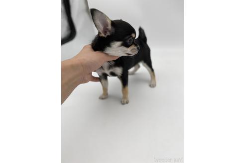 成約済の愛知県のチワワ(スムースコート)-236268の3枚目