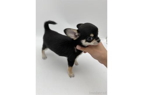 成約済の愛知県のチワワ(スムースコート)-236268の2枚目