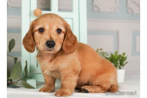 成約済の神奈川県のミニチュアダックスフンド(ロングヘアード)-237853の3枚目