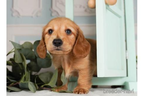 成約済の神奈川県のミニチュアダックスフンド(ロングヘアード)-237853の4枚目