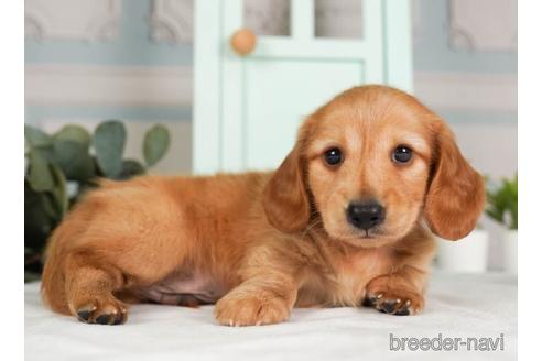 成約済の神奈川県のミニチュアダックスフンド(ロングヘアード)-237853の2枚目