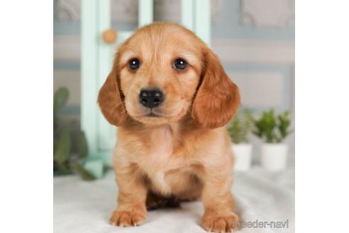 成約済の神奈川県のミニチュアダックスフンド(ロングヘアード)-237853の1枚目