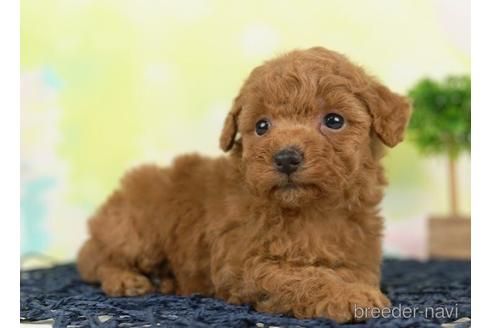 成約済の千葉県のタイニープードル-237854の1枚目