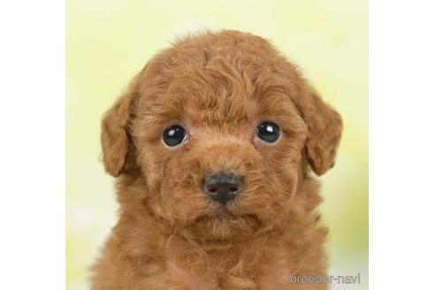 成約済の千葉県のタイニープードル-237854の5枚目