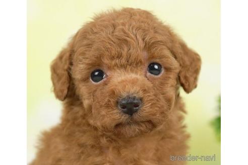 成約済の千葉県のタイニープードル-237854の4枚目