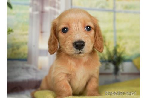 成約済の神奈川県のミニチュアダックスフンド(ロングヘアード)-237855の3枚目