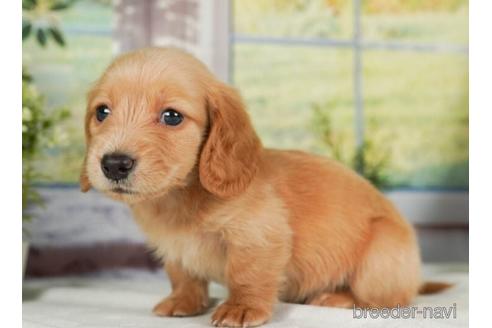 成約済の神奈川県のミニチュアダックスフンド(ロングヘアード)-237855の4枚目