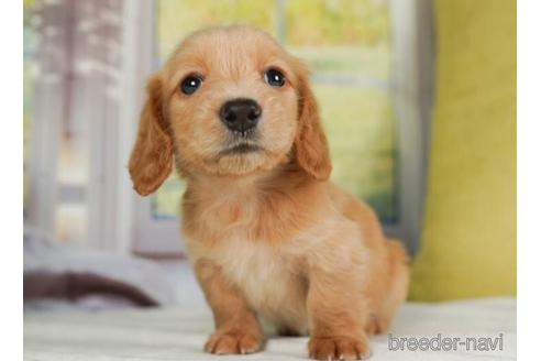 成約済の神奈川県のミニチュアダックスフンド(ロングヘアード)-237855の5枚目